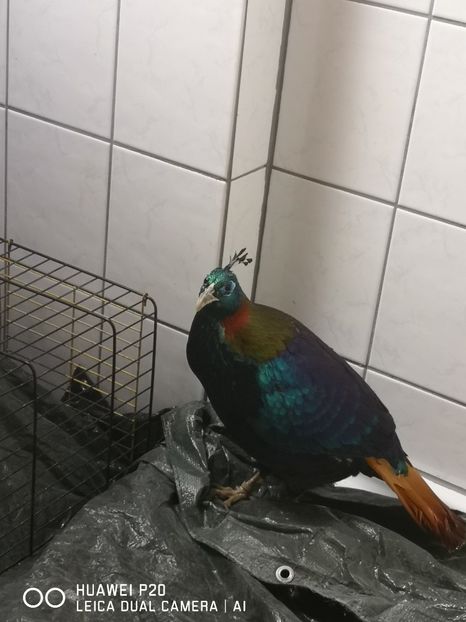  - Achiziții Germania 2020