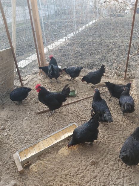  - Australorp negru 2019