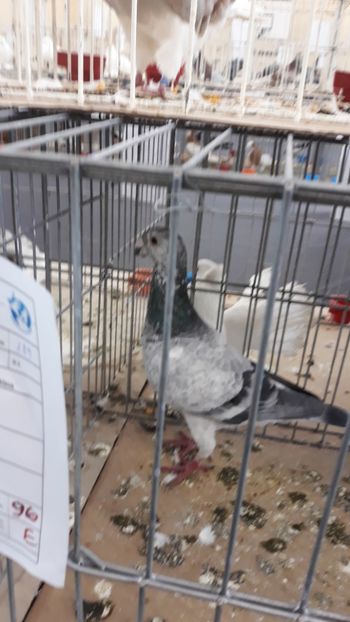  - Expozitie Cáréi 2020