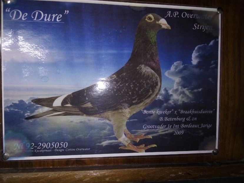  - Columbicultura