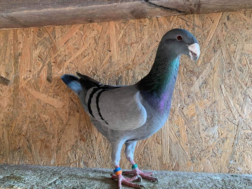 Acelasi - Achiziti pt 2020