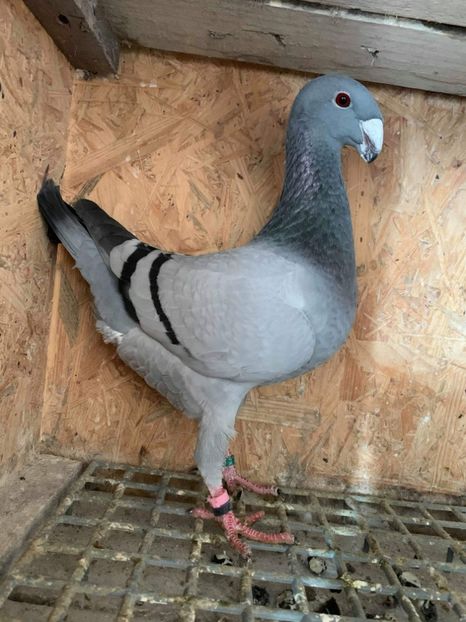 Aceeasi - Achiziti pt 2020