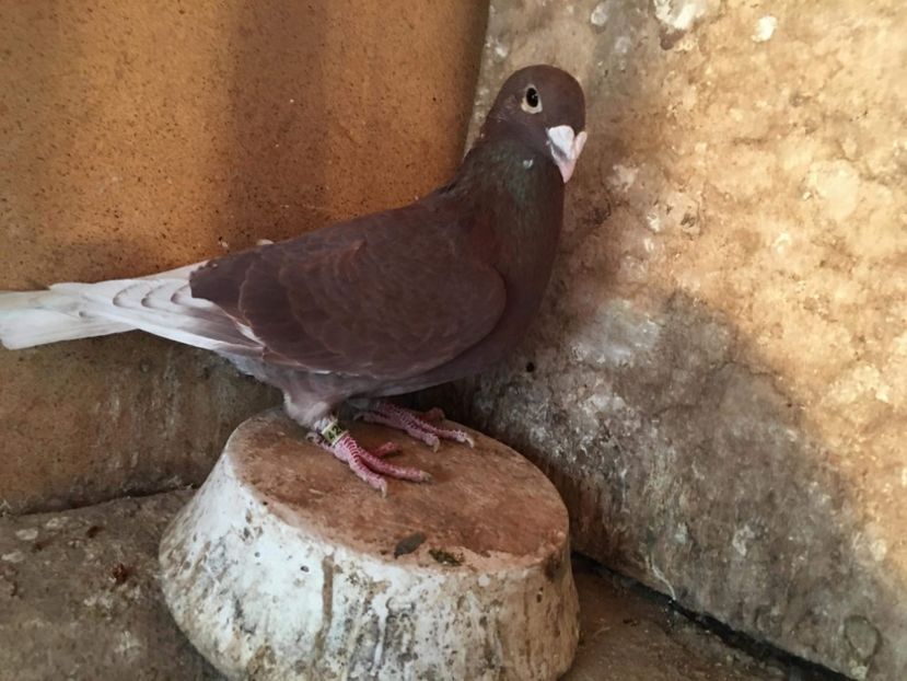 received_502788400363642 - Rosii de bucuresti