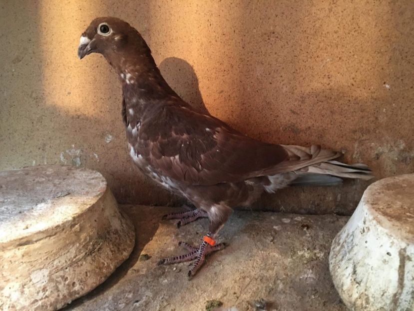 received_1135504646652393 - Rosii de bucuresti