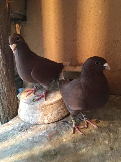 received_2442837089271588 - Rosii de bucuresti