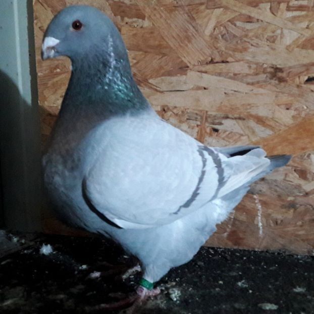  - 3---AGH DAȚI 2019 - 2025