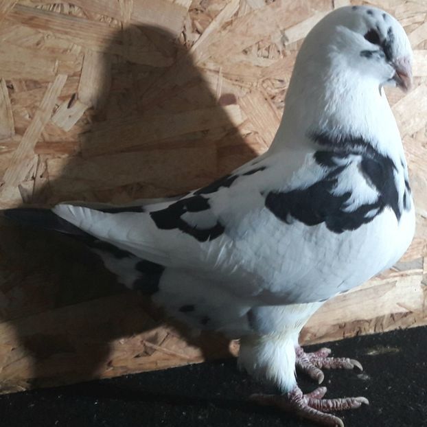  - 3---AGH DAȚI 2019 - 2025