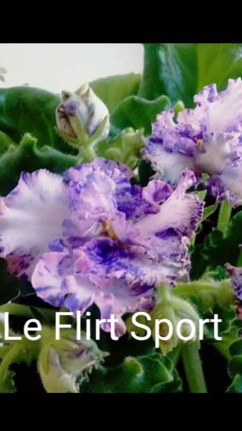 Poza net - LE-Flirt sport