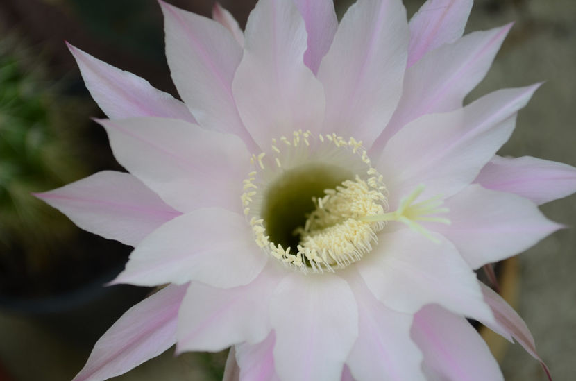  - suculente si cactusi