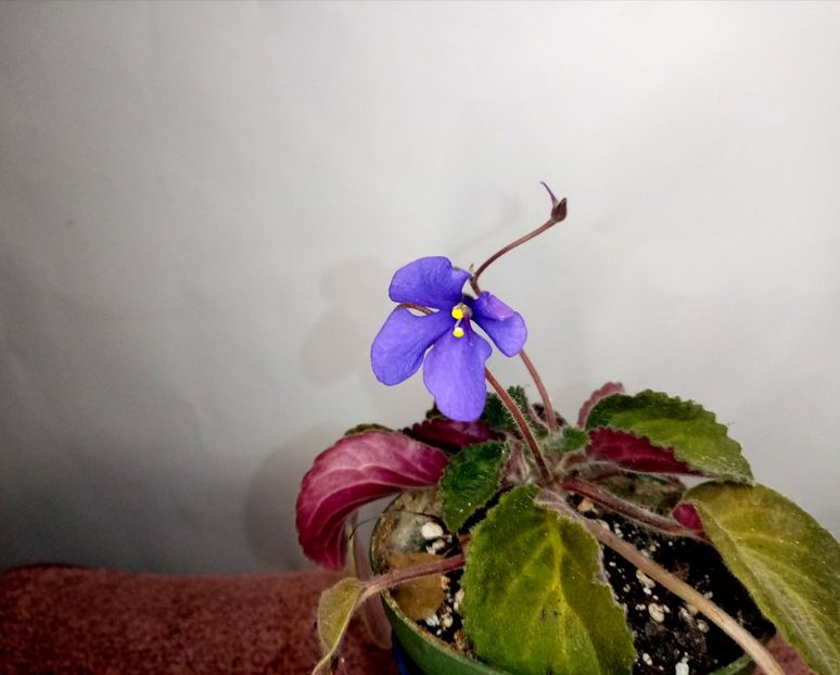 Blue Tail Fly - Violete africane