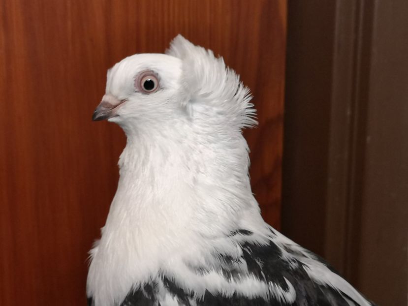  - 1 - Pestriți de timisoara - negrii