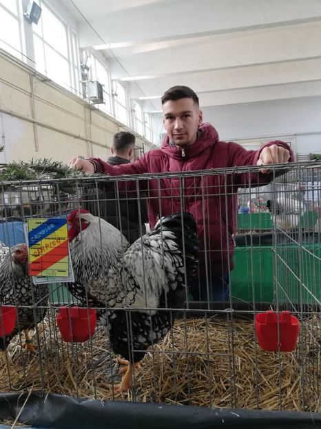 Expo Turda - aaaaa Wyandotte Argintiu pentru 2020