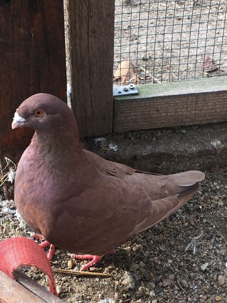 F2019 Vrajitoarea - Achiziții pentru 2020