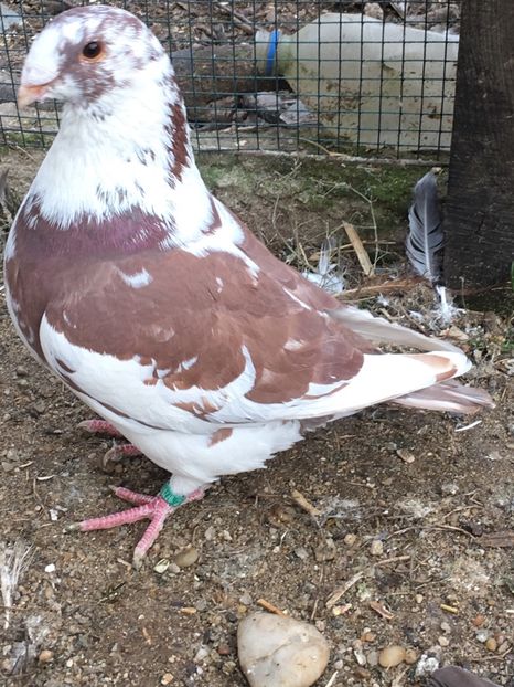 m 2019 Petrache - Achiziții pentru 2020