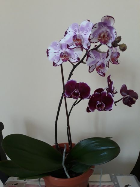  - 2 Orhidee Phalenopsis