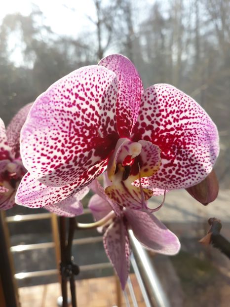  - 2 Orhidee Phalenopsis