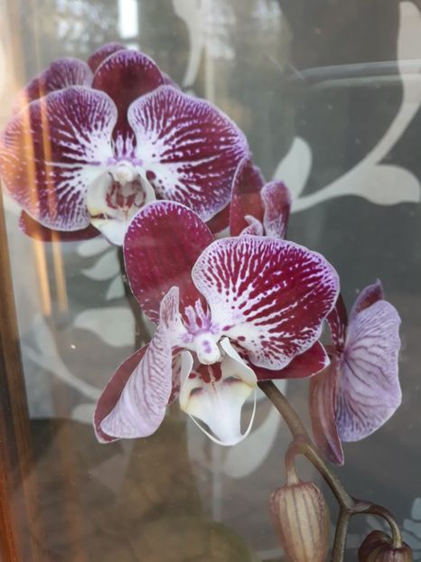  - 2 Orhidee Phalenopsis