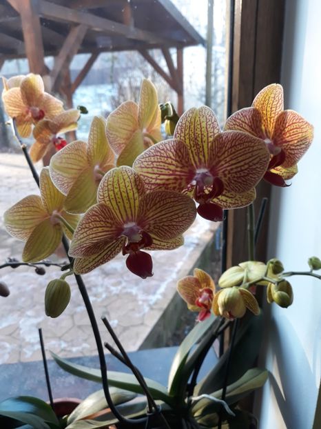  - 2 Orhidee Phalenopsis