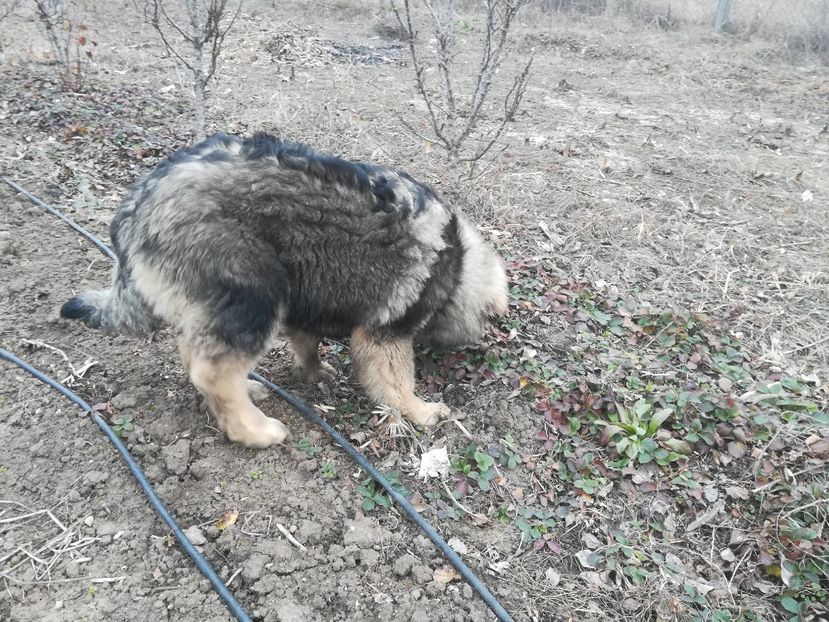  - Ciobanesc caucazian