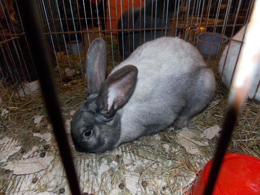  - EXPO-2020-ODORHEIU SECUIESC