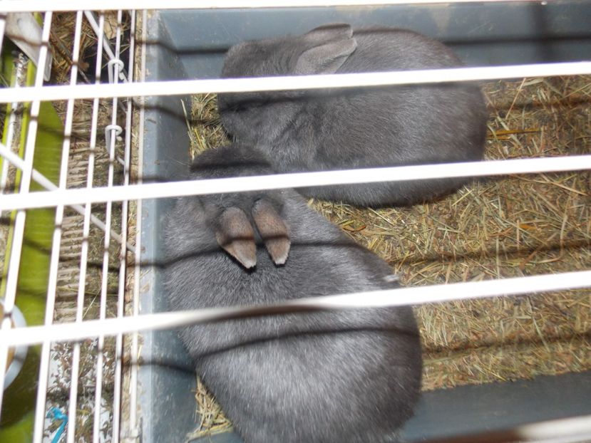  - EXPO-2020-ODORHEIU SECUIESC