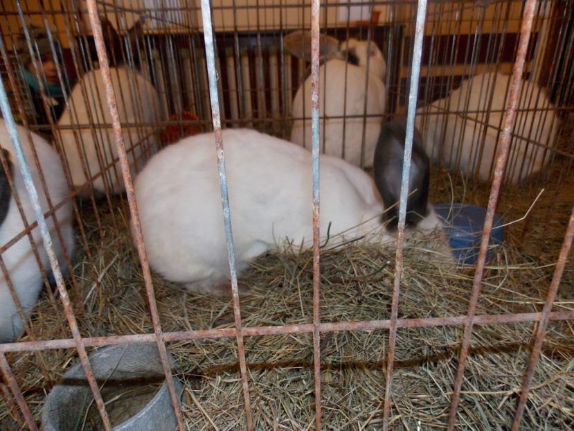  - EXPO-2020-ODORHEIU SECUIESC