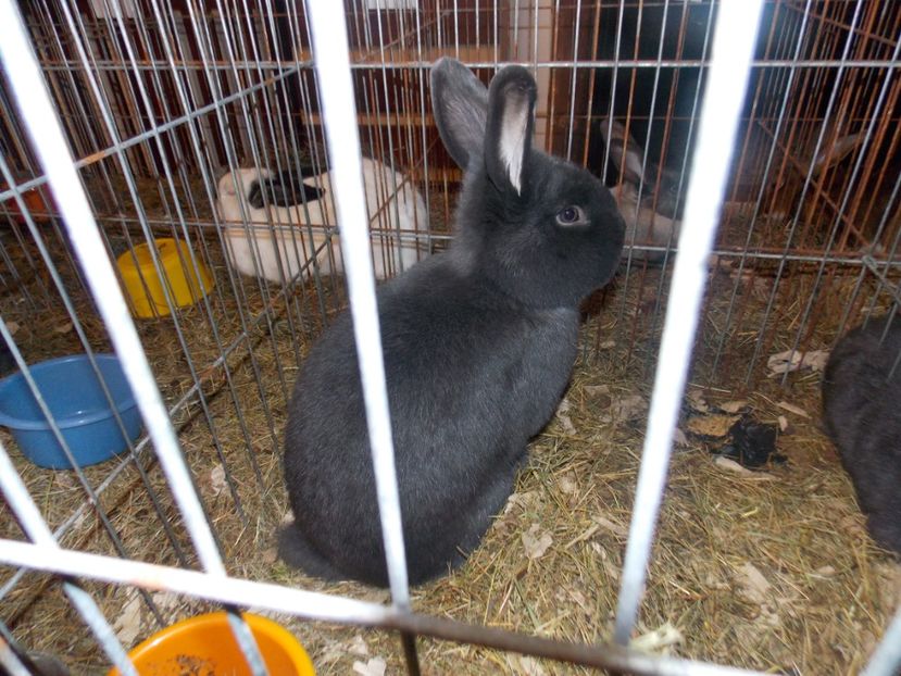  - EXPO-2020-ODORHEIU SECUIESC