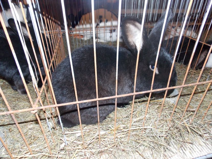  - EXPO-2020-ODORHEIU SECUIESC