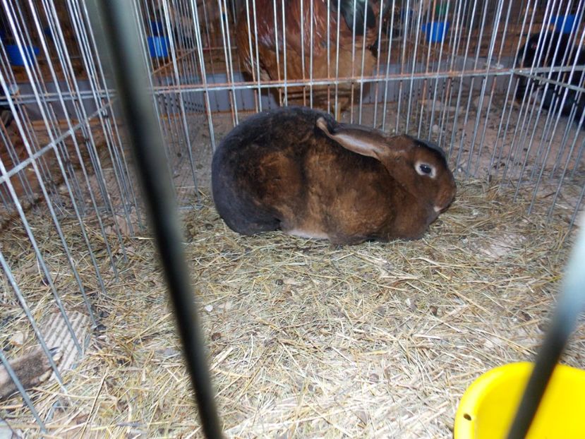  - EXPO-2020-ODORHEIU SECUIESC