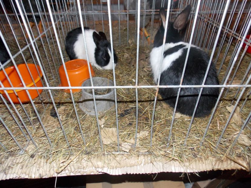  - EXPO-2020-ODORHEIU SECUIESC