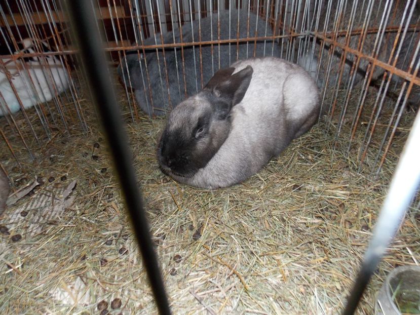  - EXPO-2020-ODORHEIU SECUIESC