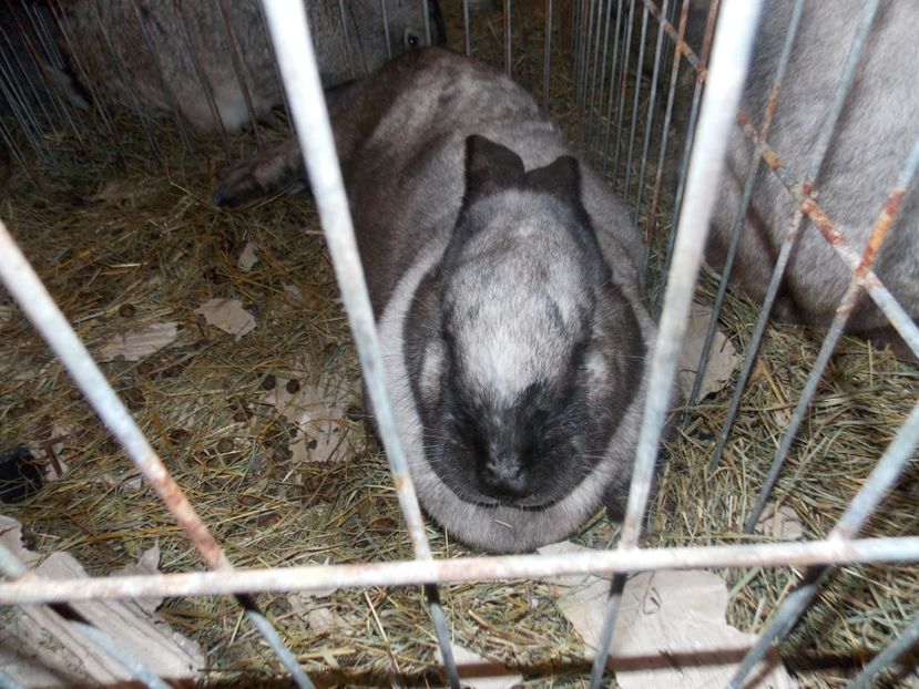  - EXPO-2020-ODORHEIU SECUIESC