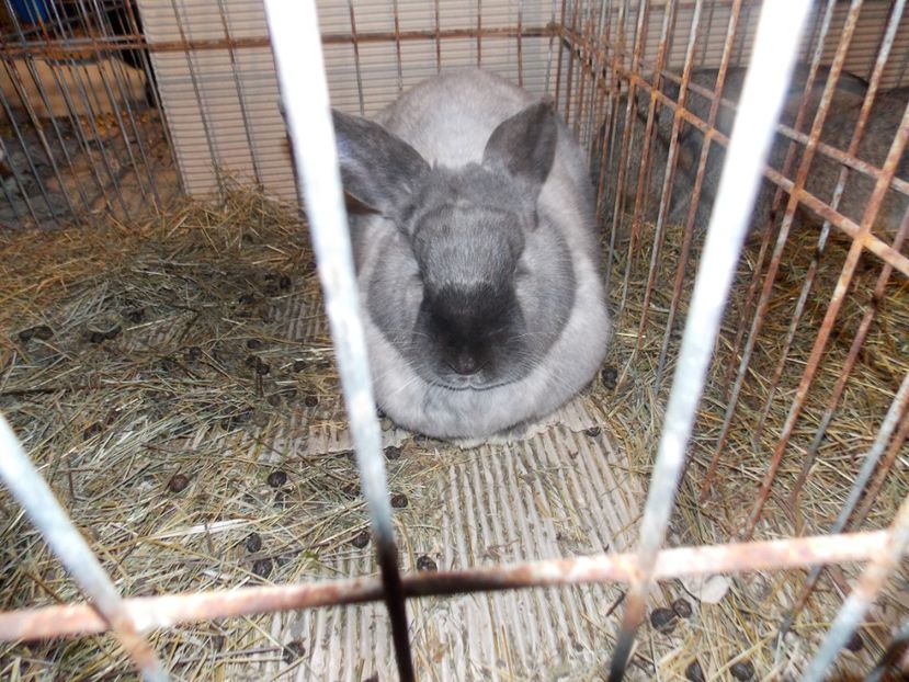  - EXPO-2020-ODORHEIU SECUIESC