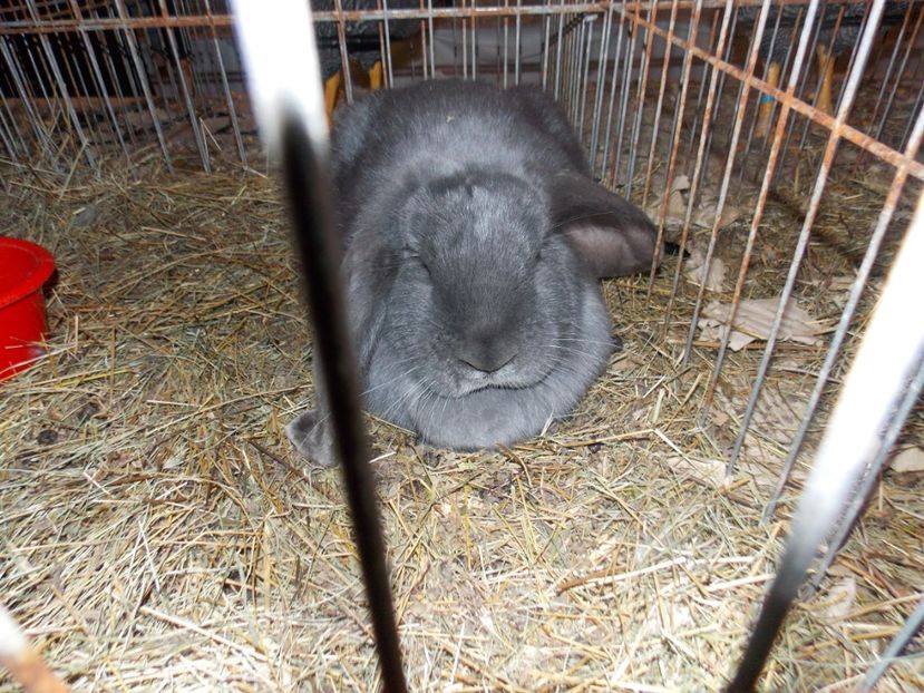  - EXPO-2020-ODORHEIU SECUIESC