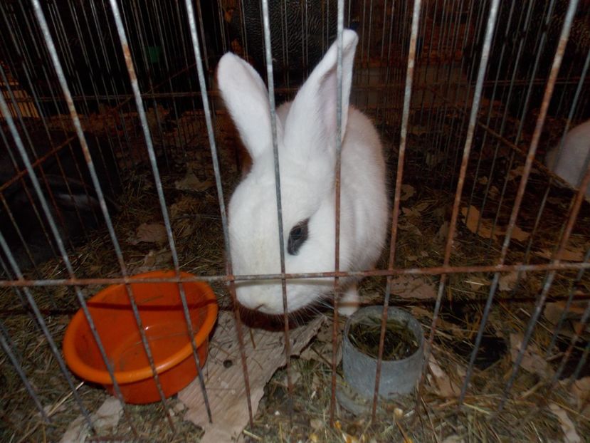  - EXPO-2020-ODORHEIU SECUIESC