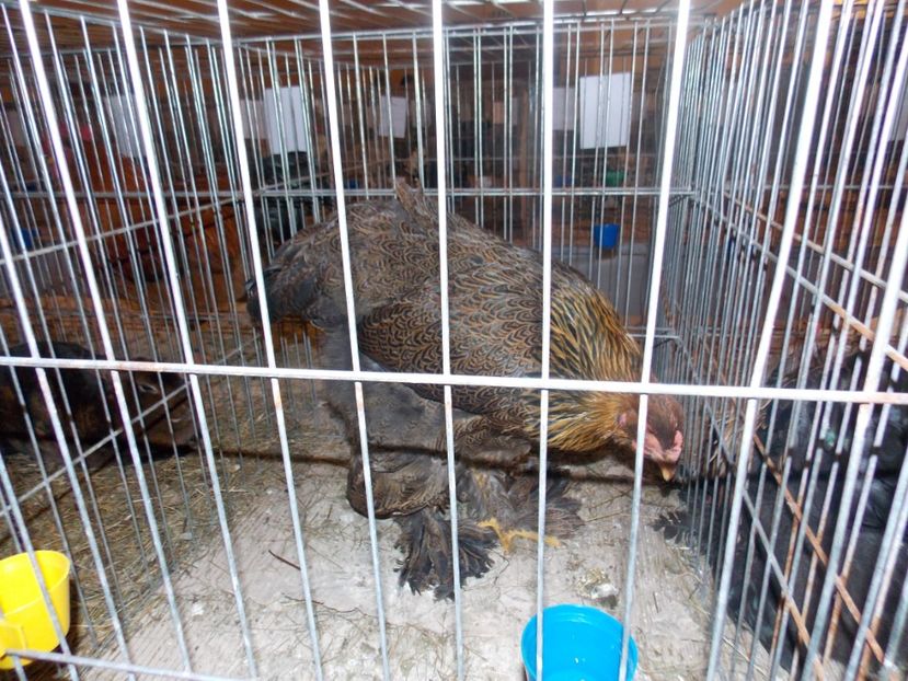  - EXPO-2020-ODORHEIU SECUIESC