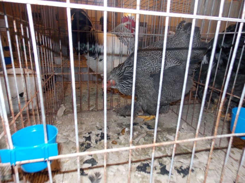  - EXPO-2020-ODORHEIU SECUIESC