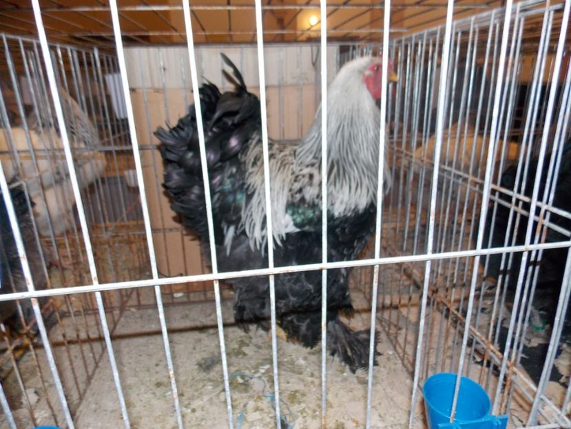  - EXPO-2020-ODORHEIU SECUIESC