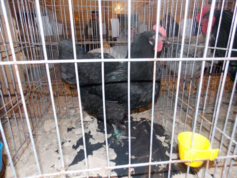  - EXPO-2020-ODORHEIU SECUIESC