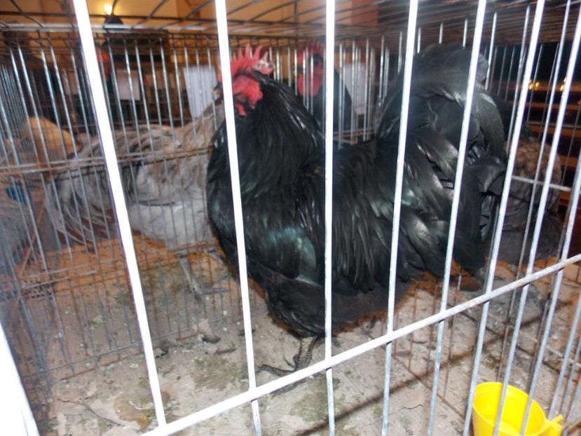  - EXPO-2020-ODORHEIU SECUIESC