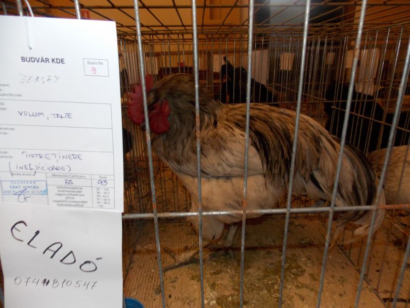  - EXPO-2020-ODORHEIU SECUIESC