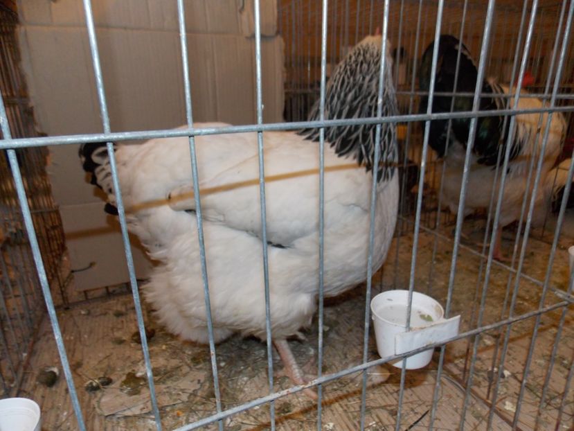  - EXPO-2020-ODORHEIU SECUIESC