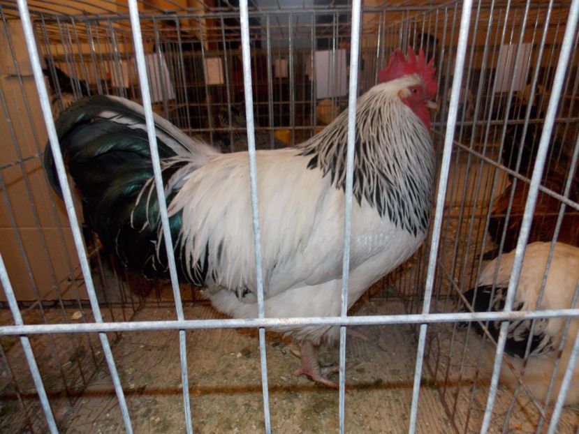  - EXPO-2020-ODORHEIU SECUIESC