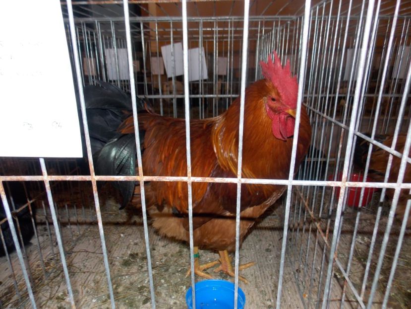  - EXPO-2020-ODORHEIU SECUIESC