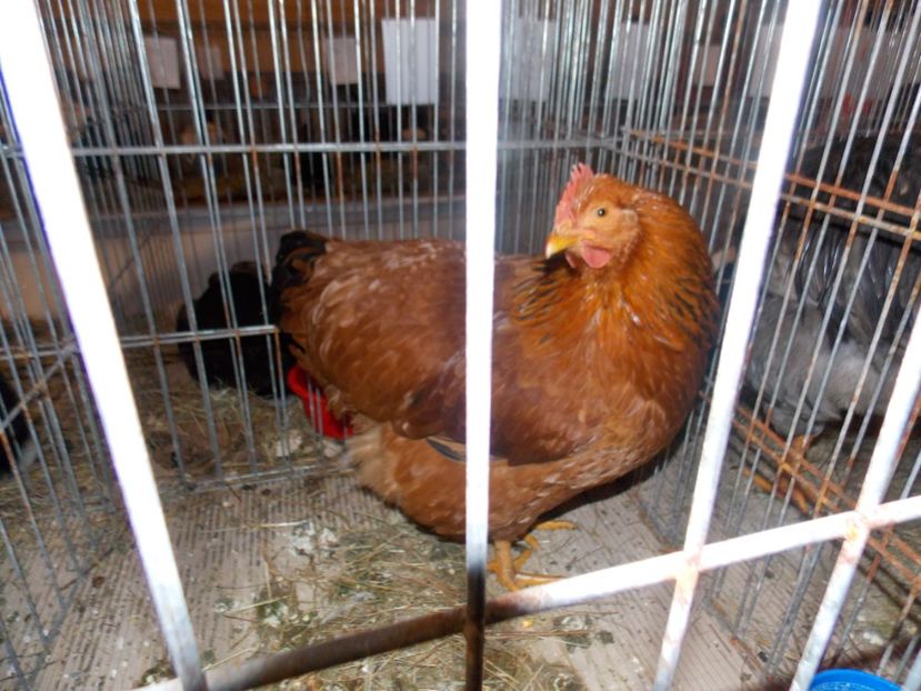  - EXPO-2020-ODORHEIU SECUIESC