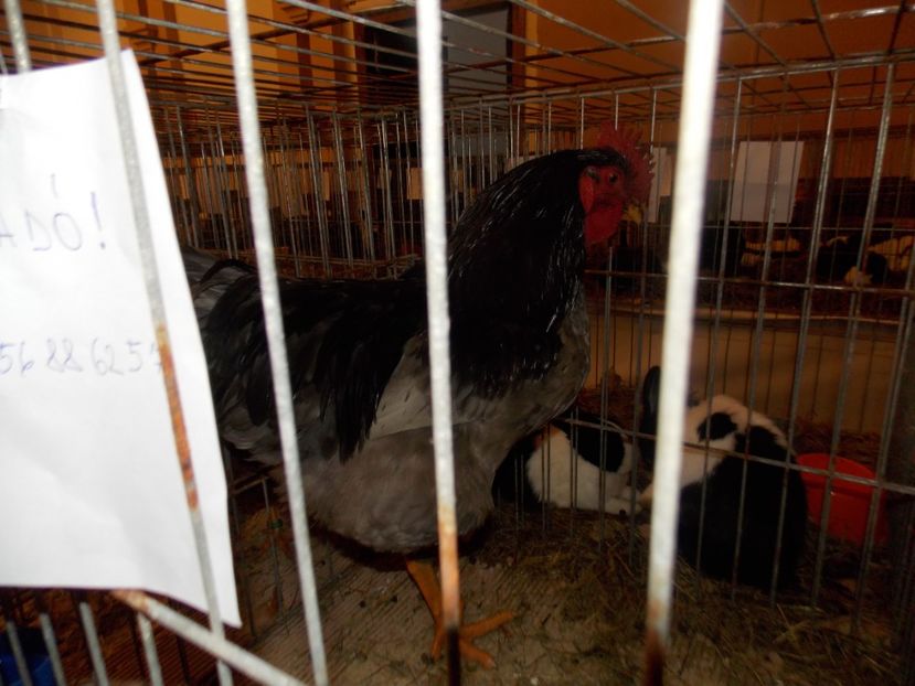  - EXPO-2020-ODORHEIU SECUIESC