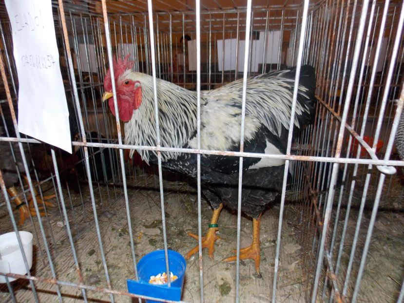  - EXPO-2020-ODORHEIU SECUIESC