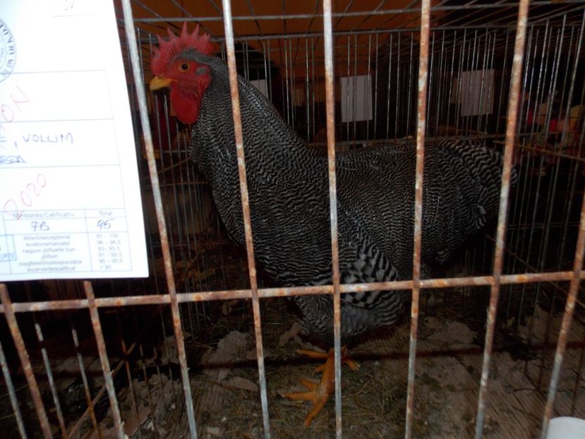  - EXPO-2020-ODORHEIU SECUIESC