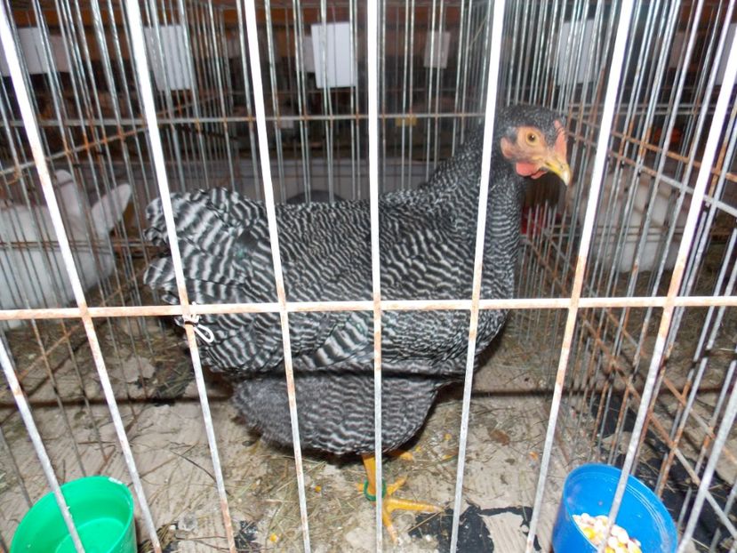  - EXPO-2020-ODORHEIU SECUIESC