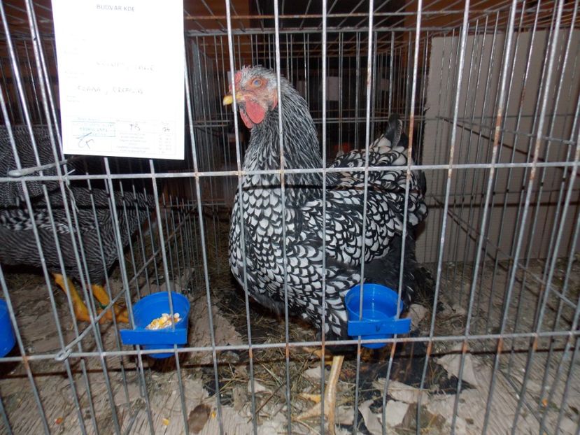  - EXPO-2020-ODORHEIU SECUIESC